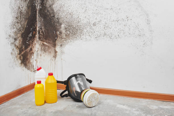 Best Post-Flood Mold Remediation in Chesaning, MI
