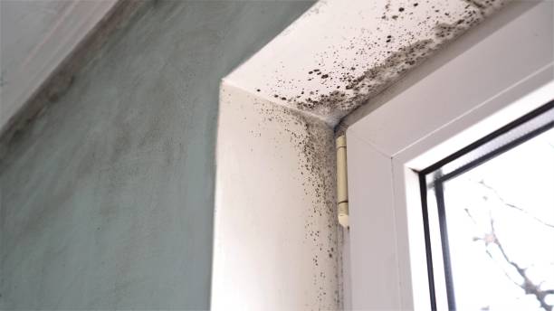 Best DIY Mold Remediation Support Services in Chesaning, MI
