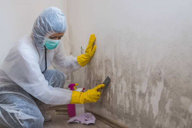 Best Attic Mold Remediation in Chesaning, MI