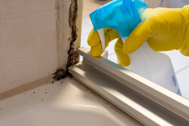 Best Kitchen Mold Remediation in Chesaning, MI