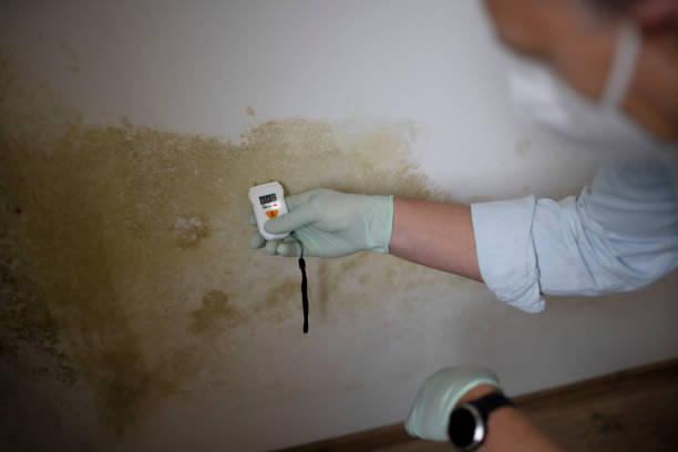 Best Localized Mold Remediation (e.g., coastal areas, humid climates) in Chesaning, MI