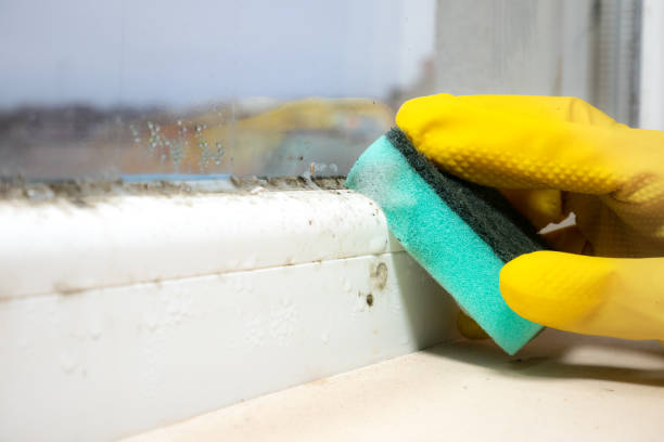Best Commercial Mold Remediation in Chesaning, MI