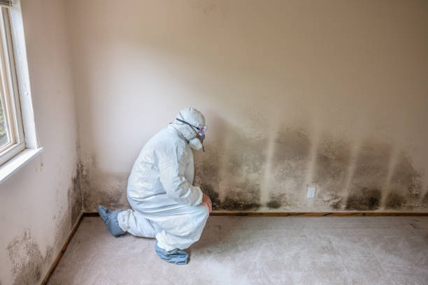 Best Insurance-Related Mold Remediation in Chesaning, MI